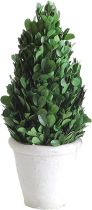Topiary - Preserved Boxwood